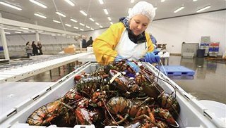 跨境生鲜电商崛起:中国人一年吃掉逾7亿加拿大龙虾